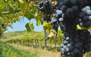 Immagina : Sicilia in Festa