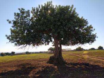 Un-albero-di-carrubo.jpg